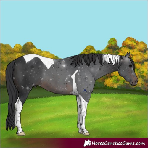 Horse Color:Brown Tobiano