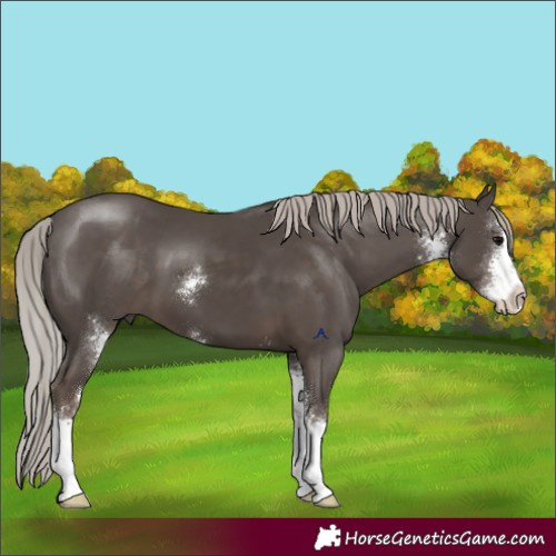 Horse Color:Silver Black Sabino 