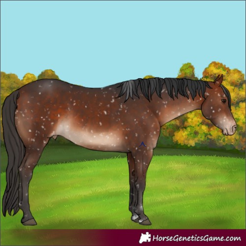 Horse Color:Bay Appaloosa