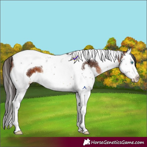Horse Color:Brown Splash Tobiano Appaloosa 