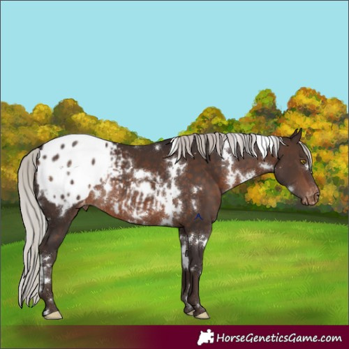 Horse Color:White Spotted Silver Brown Appaloosa Rabicano