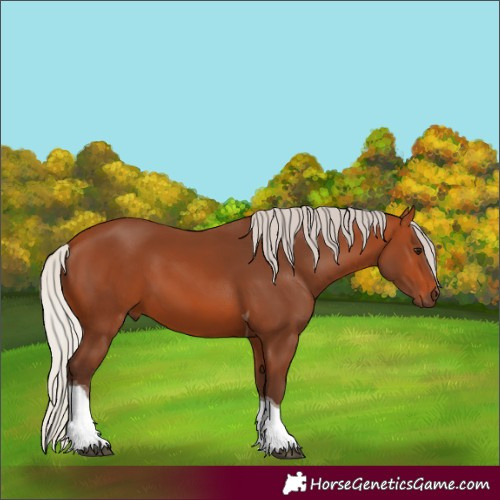 Horse Color:Silver Bay Tobiano 