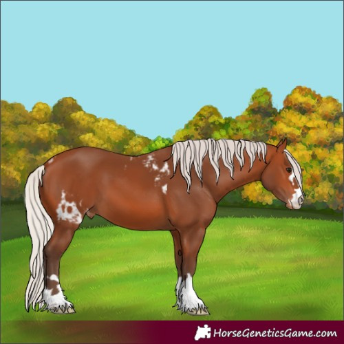 Horse Color:Silver Bay Skewed Appaloosa