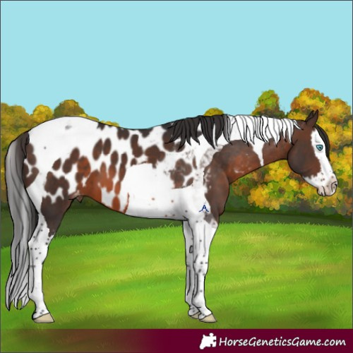 Horse Color:Brown Mushroom Splash Tobiano Near Leopard 