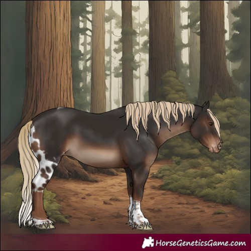 Horse Color:Liver Chestnut Tobiano Skewed Appaloosa 