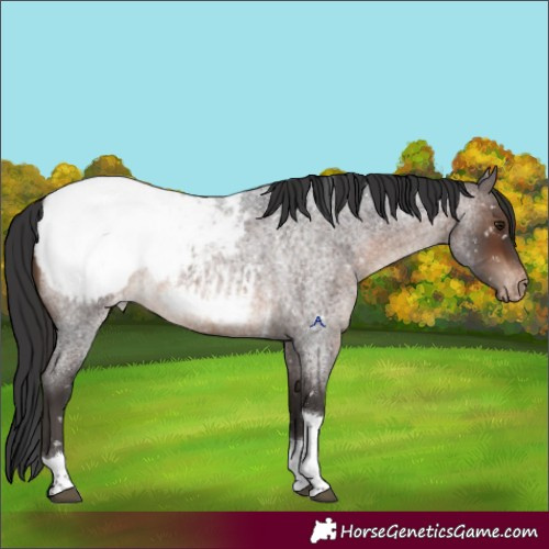 Horse Color:Brown Roan Tobiano Appaloosa 