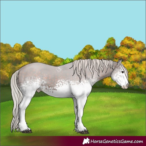 Horse Color:White Spotted Silver Brown Tobiano 