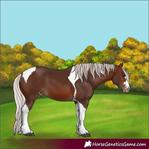 Horse Color:Silver Brown Tobiano Skewed Appaloosa 