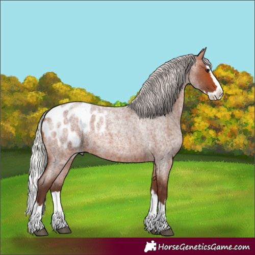 Horse Color:Silver Bay Roan Splash Appaloosa 