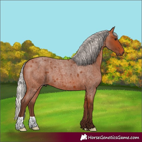 Horse Color:Silver Bay Roan