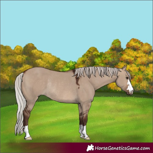 Horse Color:Silver Brown Dun Rabicano 