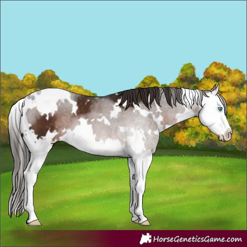 Horse Color:White Spotted Liver Chestnut Splash 