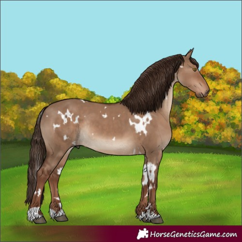 Horse Color:White Spotted Liver Red Dun Rabicano