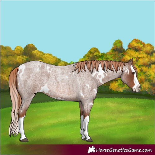 Horse Color:White Spotted Red Roan Splash 