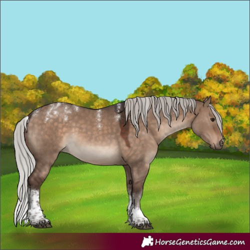 Horse Color:Powder White Silver Brown Dun Tobiano Rabicano 