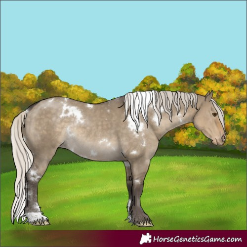 Horse Color:White Spotted Silver Smoky Grullo Appaloosa Rabicano 