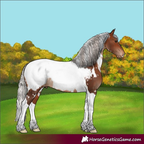 Horse Color:White Spotted Silver Bay Tobiano Appaloosa