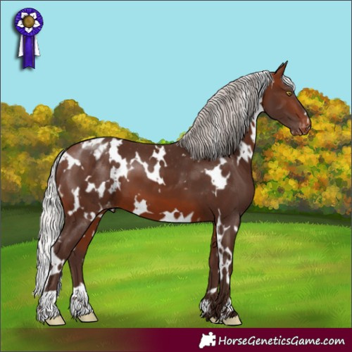 Horse Color:White Spotted Silver Bay Appaloosa 
