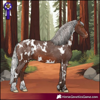 Horse Color:White Spotted Silver Bay Appaloosa 