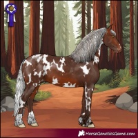 Horse Color:White Spotted Silver Bay Appaloosa 