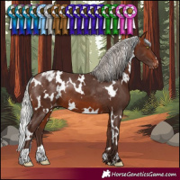 Horse Color:White Spotted Silver Bay Blanket
