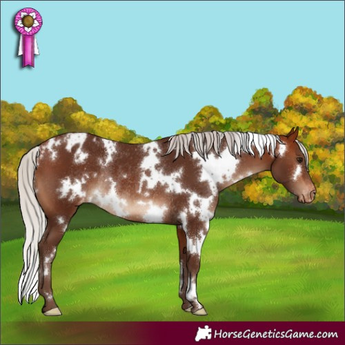 Horse Color:White Spotted Silver Bay Appaloosa Rabicano 
