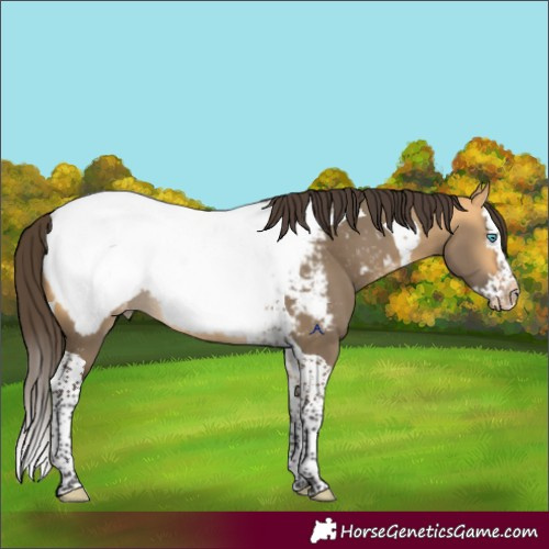 Horse Color:Buckskin Dun Splash Tobiano Appaloosa