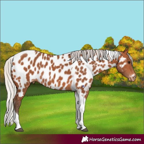 Horse Color:Silver Bay Tobiano Appaloosa 