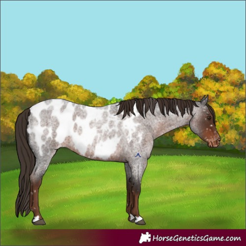 Horse Color:Liver Red Roan Appaloosa 