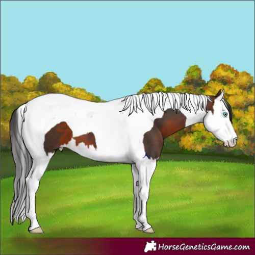 Horse Color:Brown Splash Tobiano 