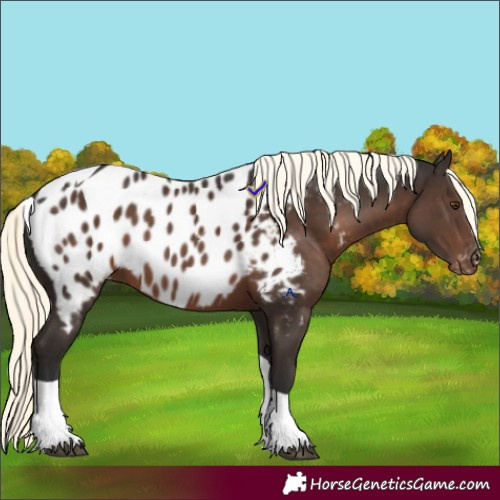 Horse Color:Liver Chestnut Mushroom Tobiano Appaloosa 