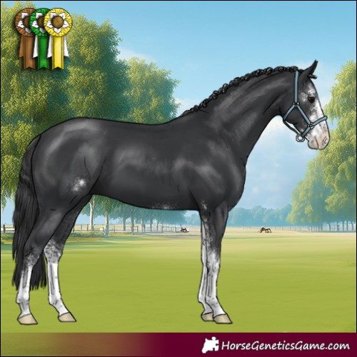 Horse Color:Black Sabino 