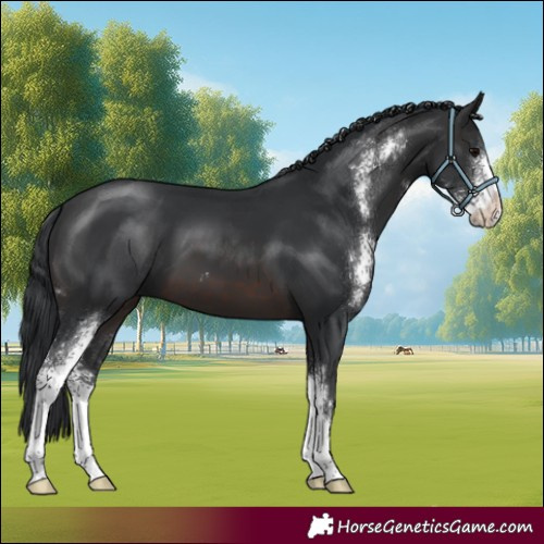 Horse Color:Brown Sabino 