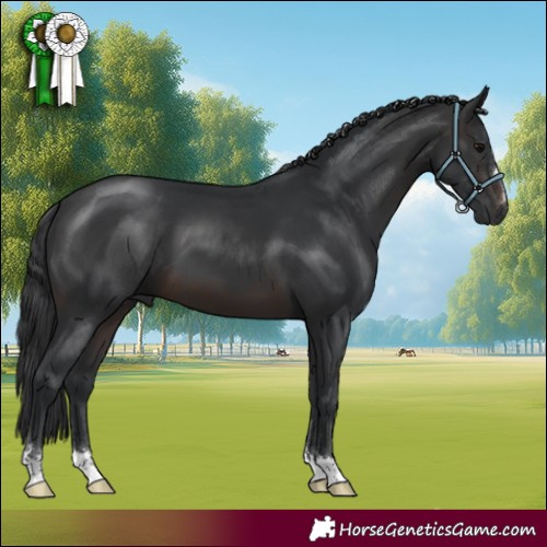Horse Color:Brown 