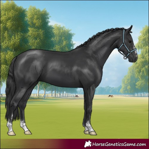 Horse Color:Black 