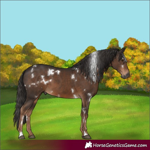Horse Color:Gray White Spotted Liver Chestnut 