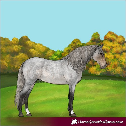 Horse Color:Gray Silver Smoky Blue Roan Appaloosa 