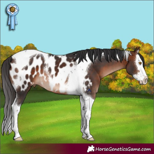 Horse Color:Brown Mushroom Splash Tobiano Appaloosa 