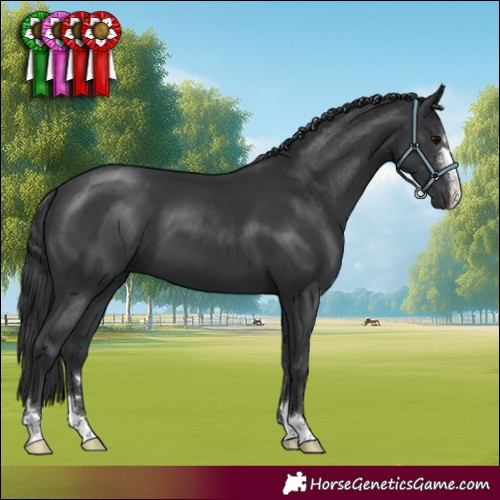 Horse Color:Black 