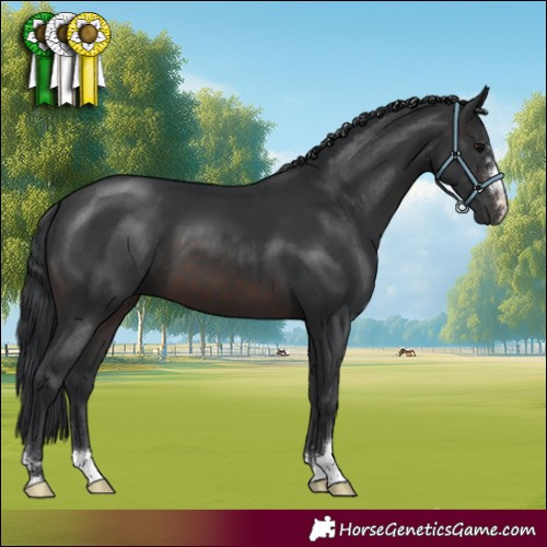 Horse Color:Brown 
