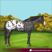 Horse Color:Liver Chestnut Frame Appaloosa 