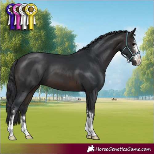 Horse Color:Brown 