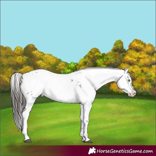 Horse Color:Liver Chestnut Frame 