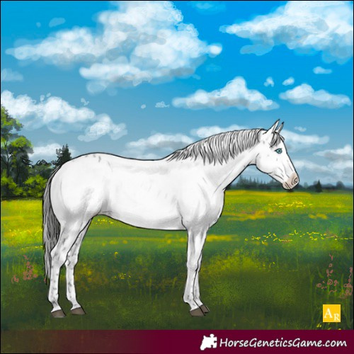Horse Color:Liver Chestnut Frame 