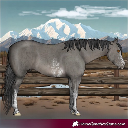 Horse Color:Grullo Sabino Tobiano Brindle 