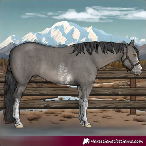 Horse Color:Grullo Sabino Tobiano Brindle 