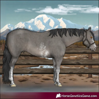 Horse Color:Grullo Sabino Tobiano Brindle 