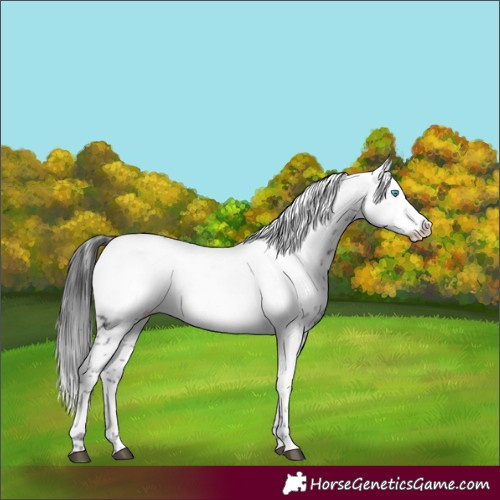 Horse Color:Black Frame 