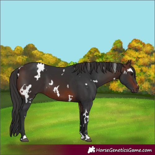 Horse Color:White Spotted Brown 