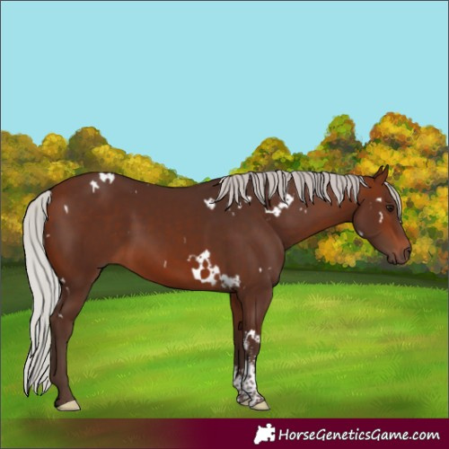Horse Color:White Spotted Silver Brown Sabino 